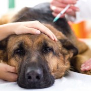 veterinary surgeon is giving the vaccine to the dog German Shepherd