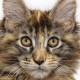 comment-prendre-soin-maine-coon.png